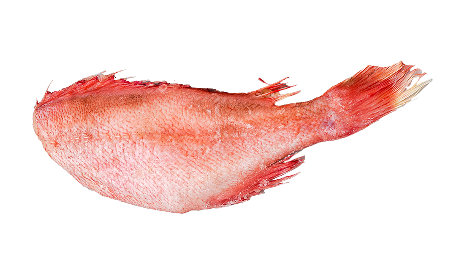 red fish sem cabeça